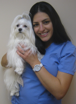 vet in chicago