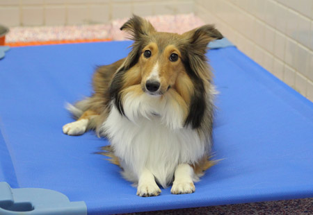 Lakeview, chicago pet boarding and grooming